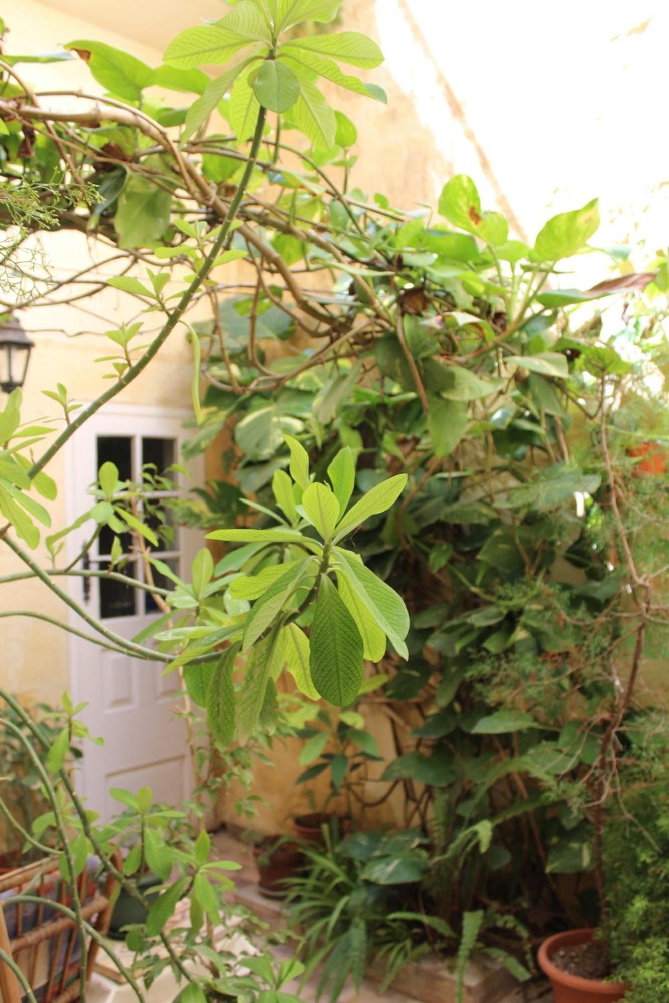 Maria Townhouse Heart Of Victoria B&B מראה חיצוני תמונה